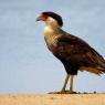 caracara