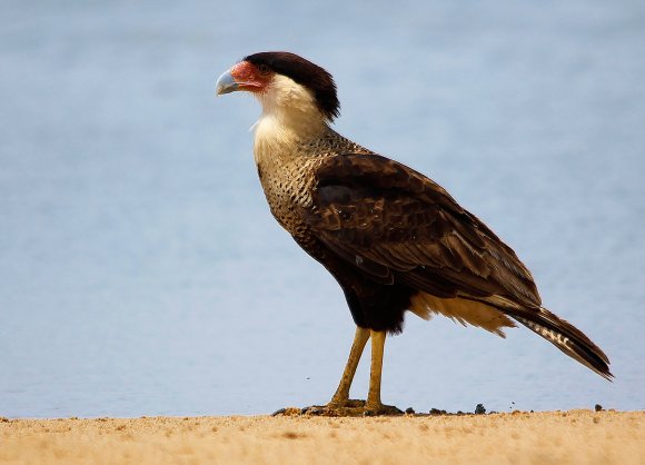 caracara