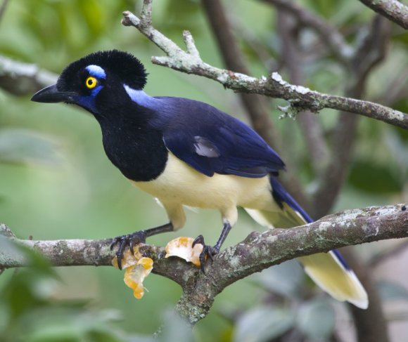 plush-crested_jay